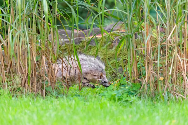 An aardwolf (Proteles cristatus) runs through dense vegetation. Captive