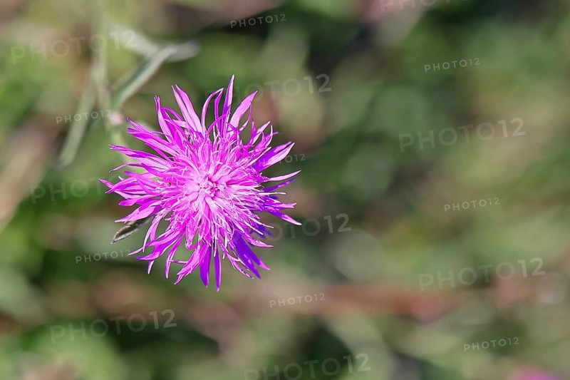 Meadow knapweed or common knapweed (Centaurea jacea), flower, Wilnsdorf, North Rhine-Westphalia, Germany