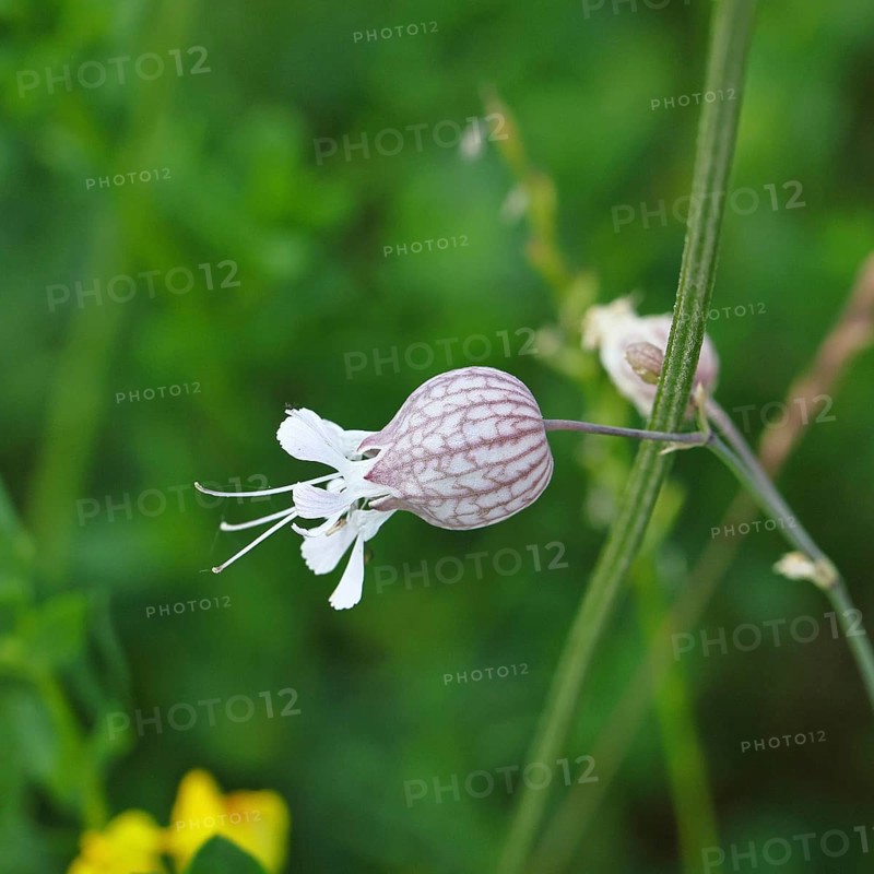 Pigeon's bedstraw or common bedstraw (Silene vulgaris), flower, Wilnsdorf, North Rhine-Westphalia, Germany, North Rhine-Westphalia, Germany