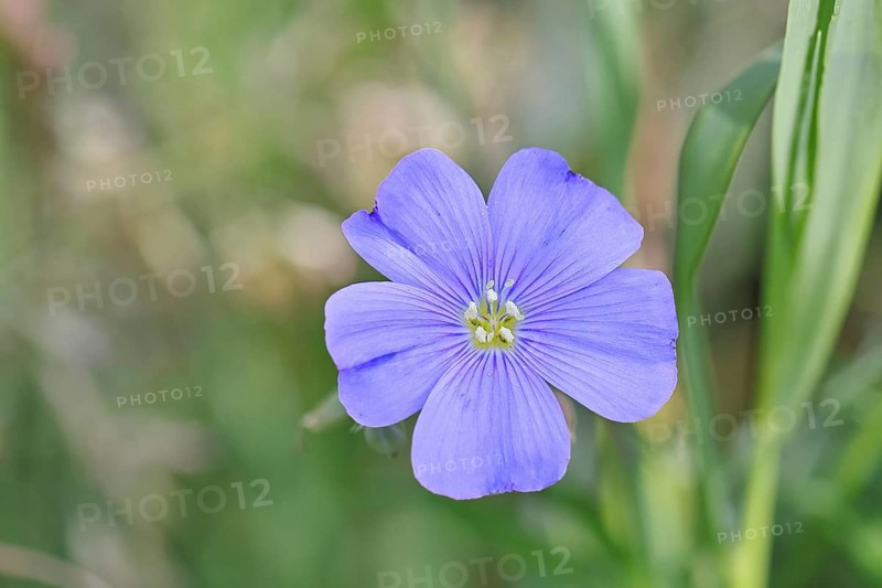 Flax (Linum usitatissimum), blue flower, medicinal plant, Wilnsdorf, North Rhine-Westphalia, Germany