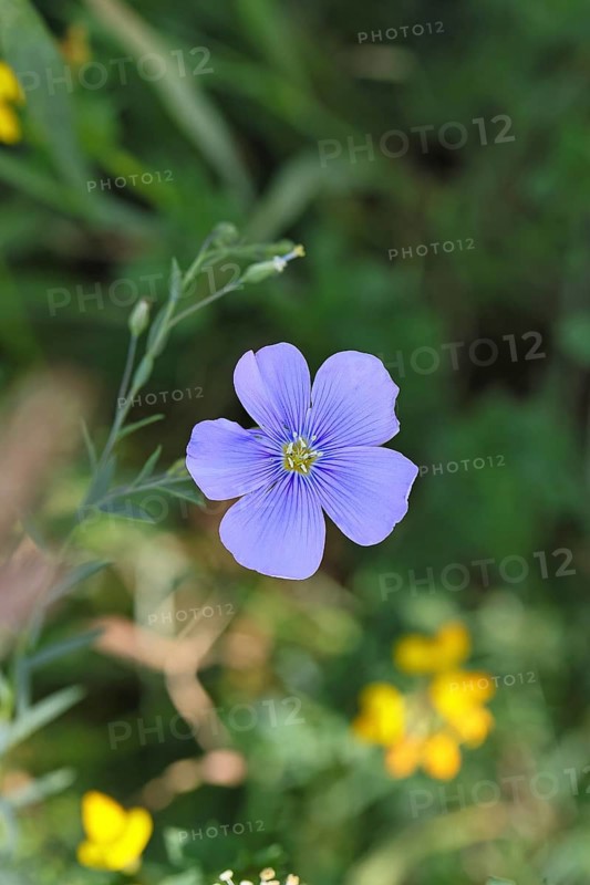 Flax (Linum usitatissimum), blue flower, medicinal plant, Wilnsdorf, North Rhine-Westphalia, Germany