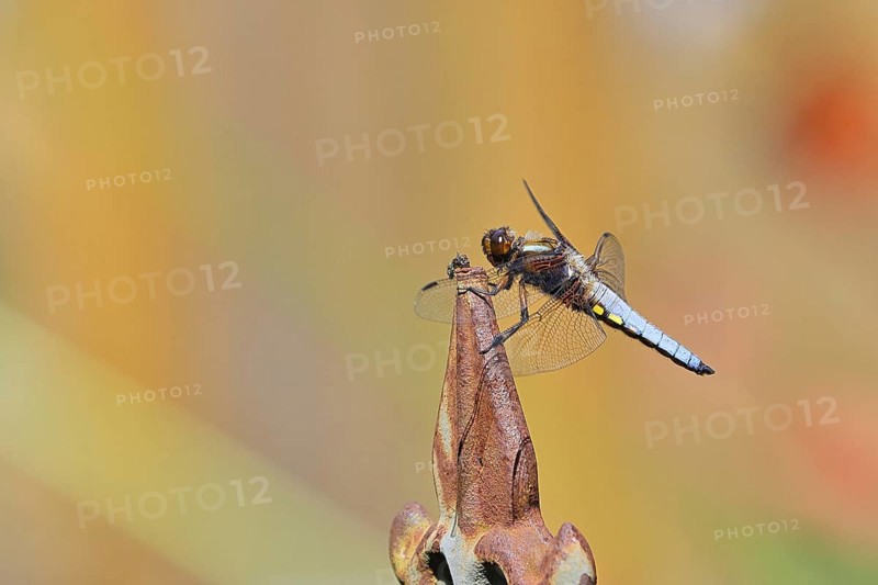 Flat-bellied dragonfly (Libellula depressa), male sitting on a fence top in the garden, close-up, Wilnsdorf, North Rhine-Westphalia, Germany