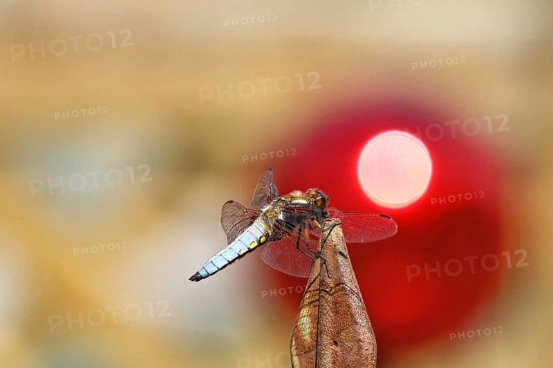 Flat-bellied dragonfly (Libellula depressa), male sitting on a fence top in the garden, sunset, close-up, Wilnsdorf, North Rhine-Westphalia, Germany