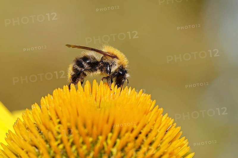 Field bumblebee (Bombus pascuorum), collecting nectar on a purple coneflower (Echinacea purpurea), close-up, Wilnsdorf, North Rhine-Westphalia, Germany