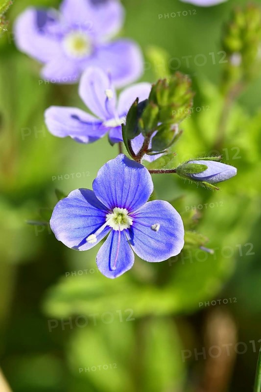 Gamander speedwell (Veronica chamaedrys), men's fritillary, flowers in a deciduous forest, blue blossom, spring, Wilnsdorf, North Rhine-Westphalia, Germany