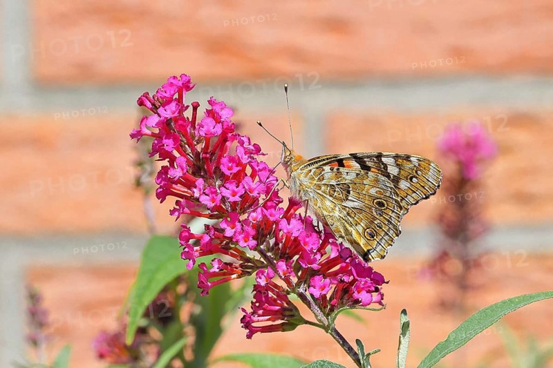 Thistle butterfly (Vanessa cardui) on a Buddleja davidii flower, wings closed, underside of wings, Wilnsdorf, North Rhine-Westphalia, Germany