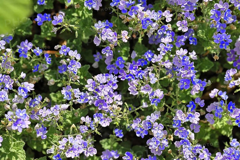 Gamander speedwell (Veronica chamaedrys), men's fritillary, flowers in a deciduous forest, blue blossom, spring, Wilnsdorf, North Rhine-Westphalia, Germany