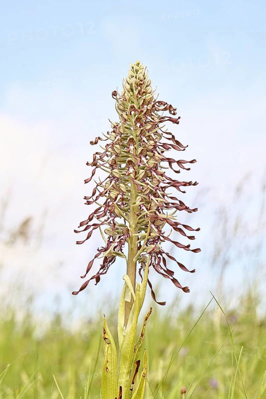 Goat's tongue (Himantoglossum hircinum), inflorescence with open white-purple flowers, on a weasel, high key photo, orchids, orchid, orchid plant, nature photography, Lahnstein, Rhineland-Palatinate, Germany