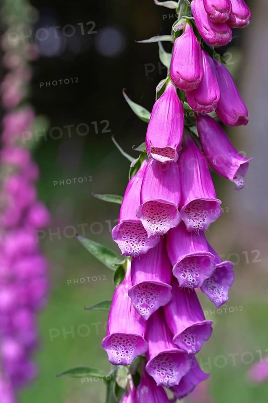 Common foxglove (Digitalis purpurea), flowers, close-up, from the plantain family, highly toxic, deadly poisonous plant, Wilnsdorf, North Rhine-Westphalia, Germany