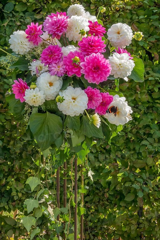Flower arrangement of pink and white dahlias with green background in the garden, Münsterland, North Rhine-Westphalia, Germany