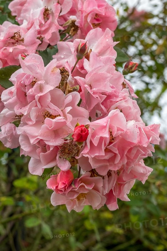 Close-up of pink rose blossoms with raindrops in the garden with lush foliage in the background, Southern Palatinate, Palatinate, Rhineland-Palatinate, Germany
