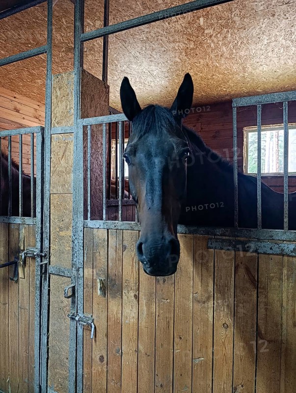 A black horse stands in a stall