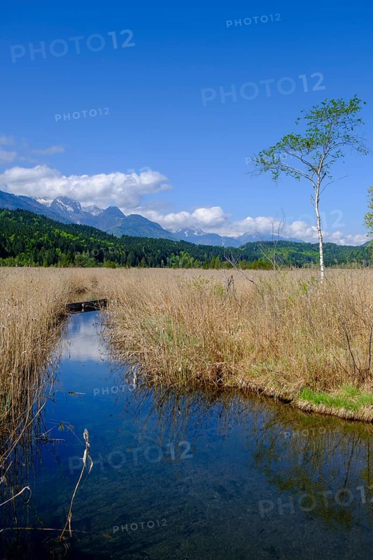 Slow Trail, reeds and springs at Lake Pressegger See, near Hermagor, Gailtal, Carinthia, Austria
