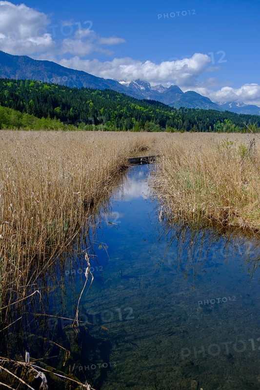 Slow Trail, reeds and springs at Lake Pressegger See, near Hermagor, Gailtal, Carinthia, Austria