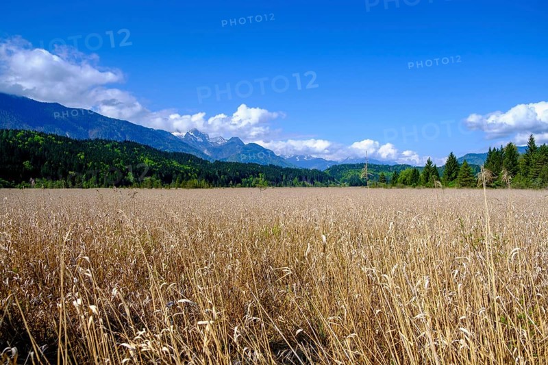 Slow Trail, reeds and springs at Lake Pressegger See, near Hermagor, Gailtal, Carinthia, Austria