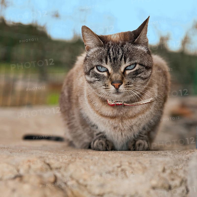 Domestic cat with collar sits relaxed on wall observing surroundings, international