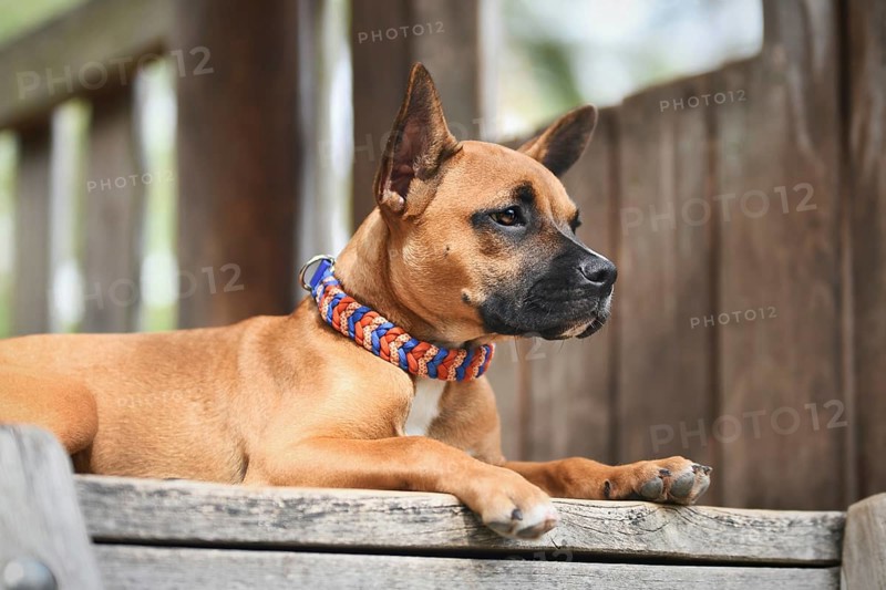 Brown mixed breed dog wearing colorful paracord collar in front of wooden background