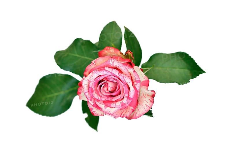 Top view of single Pink Splash rose with white petals and pink spots on white background