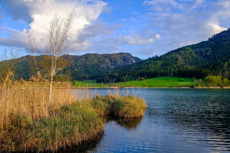 Evening atmosphere at the Weißensee, with reeds, near Techendorf, Carinthia, Austria