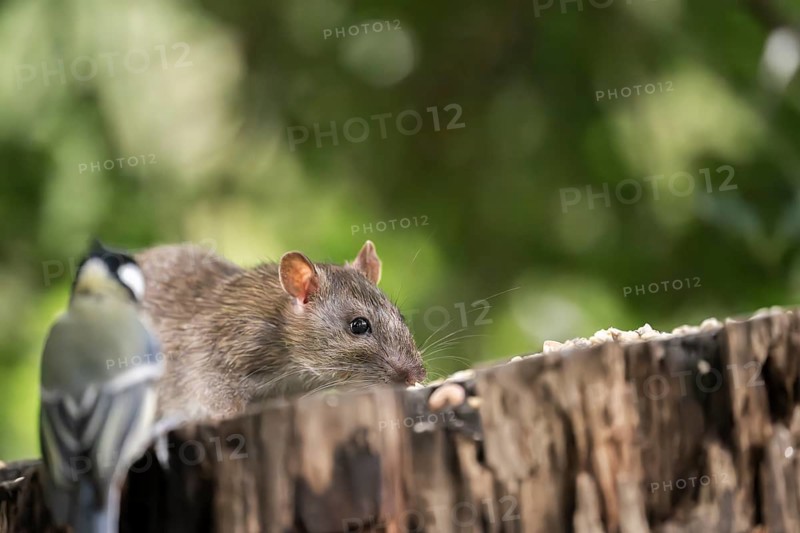 Norway rat (Rattus norvegicus) and great tit (Parus major), together on a sawn-off tree trunk with bird feeder with blurred green background, Dortmund, North Rhine-Westphalia, Germany