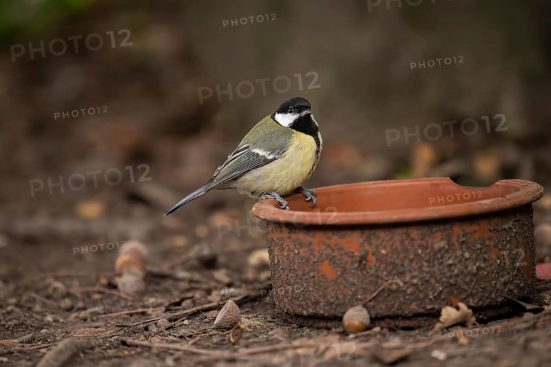 Great Tit (Parus major), sitting on the edge of a dirty clay bowl on the ground in the Botanical Garden, Dortmund, North Rhine-Westphalia, Germany