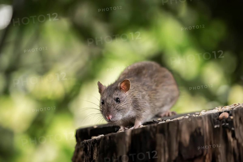 Norway rat (Rattus norvegicus), sitting on a sawn-off tree trunk with bird feeder with blurred green background, Dortmund, North Rhine-Westphalia, Germany