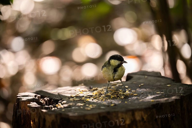 Great tit (Parus major), pecking on a tree stump covered with birdseed, with blurred light and bokeh background, Dortmund, North Rhine-Westphalia, Germany