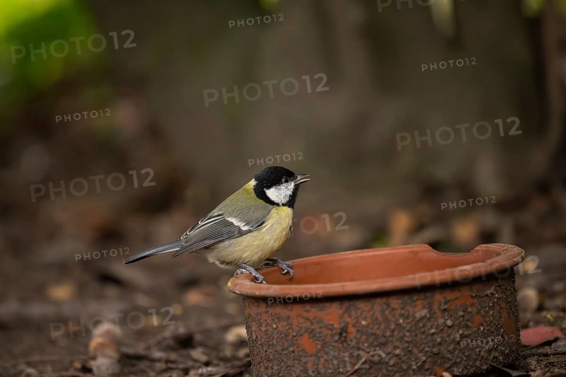 Great Tit (Parus major), sitting on the edge of a dirty clay bowl on the ground in the Botanical Garden, Dortmund, North Rhine-Westphalia, Germany