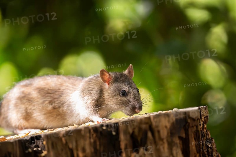 Norway rat (Rattus norvegicus), sitting on a sawn-off tree trunk with bird feeder with blurred green background, Dortmund, North Rhine-Westphalia, Germany
