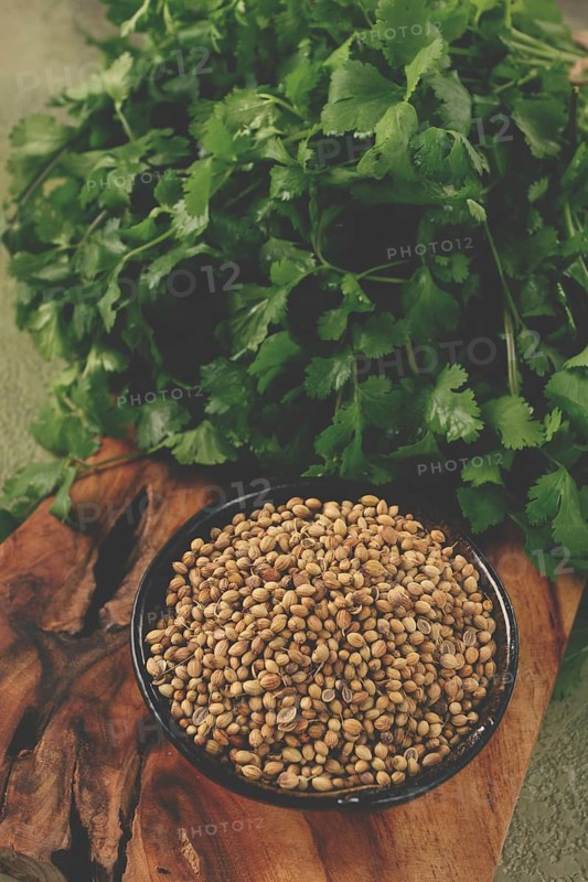 A bunch of fresh cilantro, coriander seeds and bowls, close-up, top view, no people, food and drinks