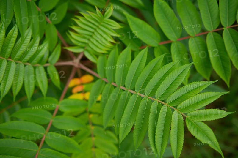 Vinegar tree (Rhus typhina), Neophyte, Invasive, Displacement, Ecology, Cane sumac, Schwäbisch Hall, Hohenlohe, Germany