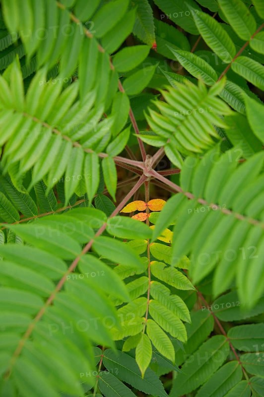 Vinegar tree (Rhus typhina), Neophyte, Invasive, Displacement, Ecology, Cane sumac, Schwäbisch Hall, Hohenlohe, Germany