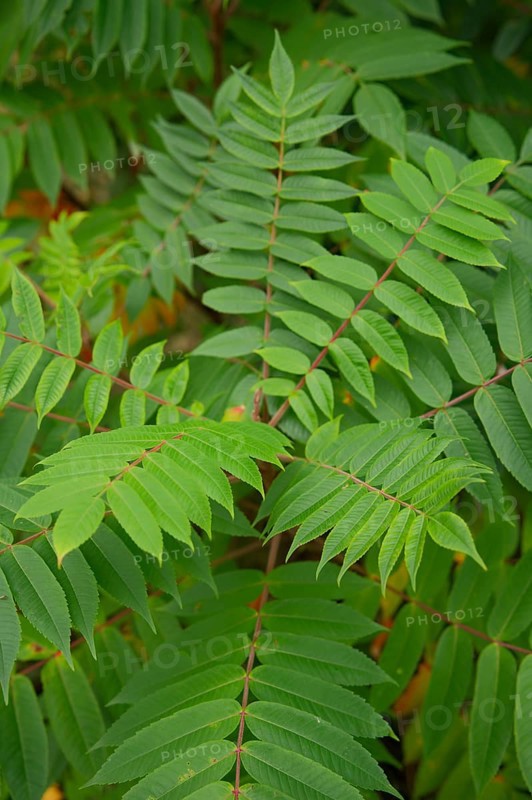 Vinegar tree (Rhus typhina), Neophyte, Invasive, Displacement, Ecology, Cane sumac, Schwäbisch Hall, Hohenlohe, Germany
