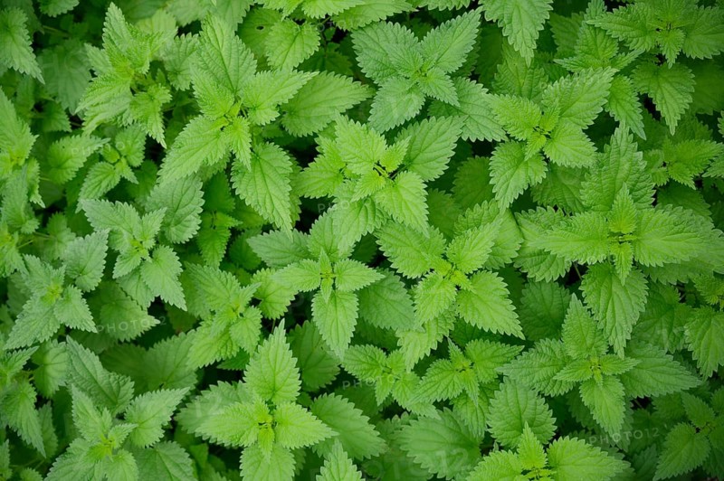 Nettle (Urtica), pattern, colour pattern, carpet, leaf carpet, screensaver, wallpaper, background, desktop background, desktop picture, desktop, Schwäbisch Hall, Hohenlohe, Germany