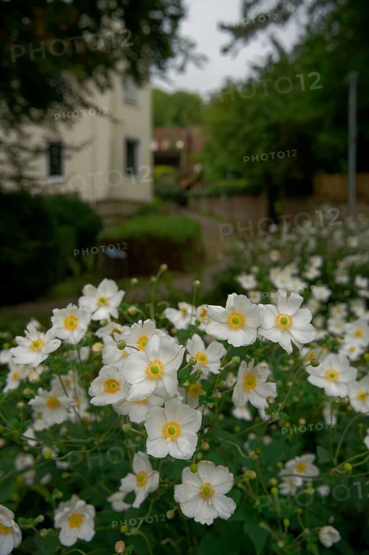 Anemone, City park, Fields, Park, Autumn, Schwäbisch Hall, Hohenlohe, Germany