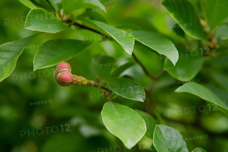 Fruit of the magnolia (Magnolia), park, municipal park, fields, Schwäbisch Hall, Hohenlohe, Germany