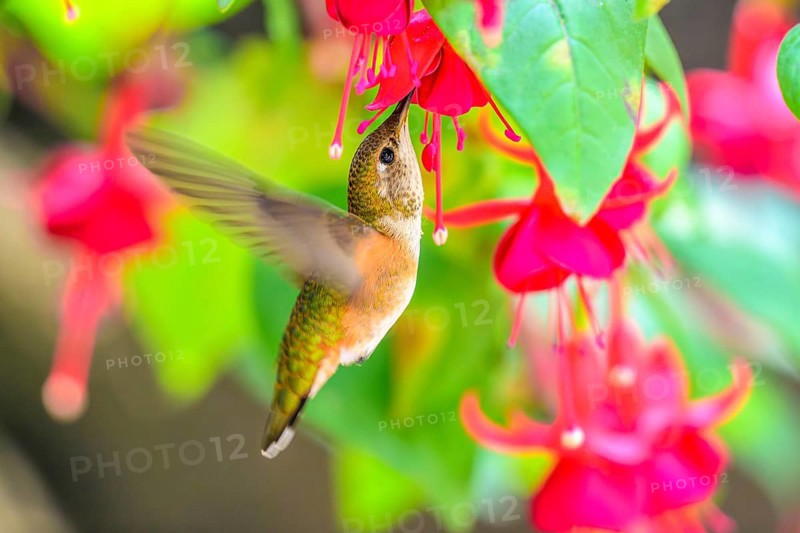 A Rufous Hummingbird (Selasphorus rufus) feeding on nectar from a garden flower, British Columbia, Canada