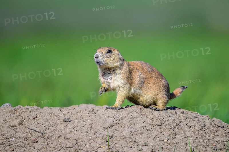 An alert Blck-tailed Prairie Dog (Cynomys ludovicianus) at the entrance to his burrow in the grasslands of southern Saskatchewan, Canada