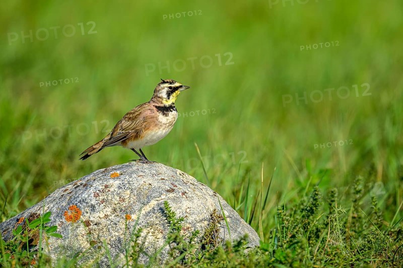 A Horned Lark (Eremophila alpestris) perching on a rock in the grasslands of southern Saskatchewan, Canada