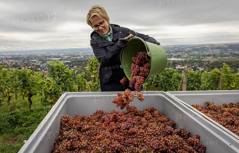 Together with the Saxon Minister of Tourism, Barbara Klepsch, the winegrowers of Schloss Wackerbarth harvested the grapes for a Traminer Spätlese by hand this morning in the vineyard (Goldener Wagen) in Radebeul. This wine is one of the recognised top wines of the Saxon State Winery, Radebeul, Saxony, Germany