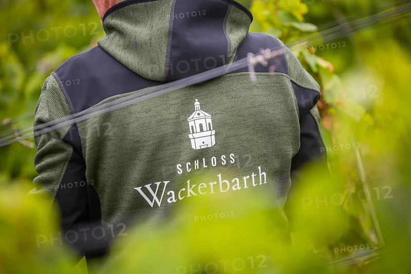 The winegrowers of Schloss Wackerbarth harvesting grapes in the vineyard (Goldener Wagen) in Radebeul. The grapes for a Traminer Spätlese are harvested by hand. This wine is one of the recognised top wines of the Saxon State Winery, Radebeul, Saxony, Germany