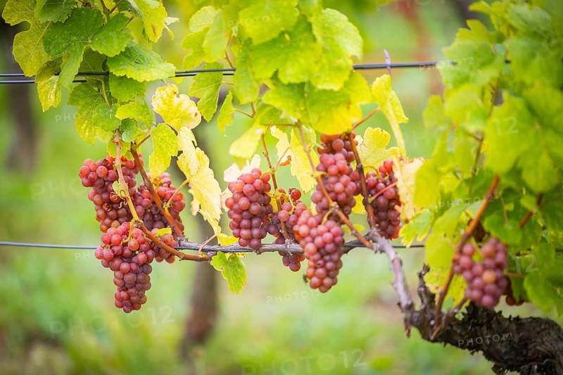 The winegrowers of Schloss Wackerbarth harvesting grapes in the vineyard (Goldener Wagen) in Radebeul. The grapes for a Traminer Spätlese are harvested by hand. This wine is one of the recognised top wines of the Saxon State Winery, Radebeul, Saxony, Germany