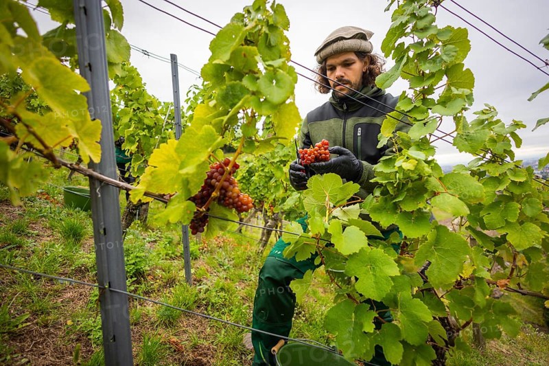 The winegrowers of Schloss Wackerbarth harvesting grapes in the vineyard (Goldener Wagen) in Radebeul. The grapes for a Traminer Spätlese are harvested by hand. This wine is one of the recognised top wines of the Saxon State Winery. Winegrower Claudius Günther at work, Radebeul, Saxony, Germany