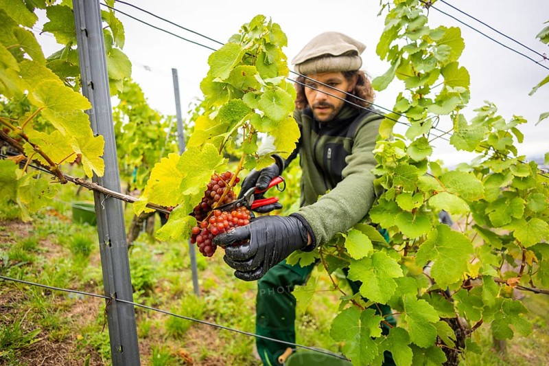 The winegrowers of Schloss Wackerbarth harvesting grapes in the vineyard (Goldener Wagen) in Radebeul. The grapes for a Traminer Spätlese are harvested by hand. This wine is one of the recognised top wines of the Saxon State Winery. Winegrower Claudius Günther at work, Radebeul, Saxony, Germany