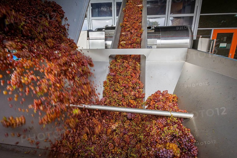 Freshly harvested grapes from the vineyard (Goldener Wagen) in Radebeul, of the Traminer Spätlese variety, are fed via a conveyor belt into a pneumatic wine press at the Schloss Wackerbarth winery, Radebeul, Saxony, Germany
