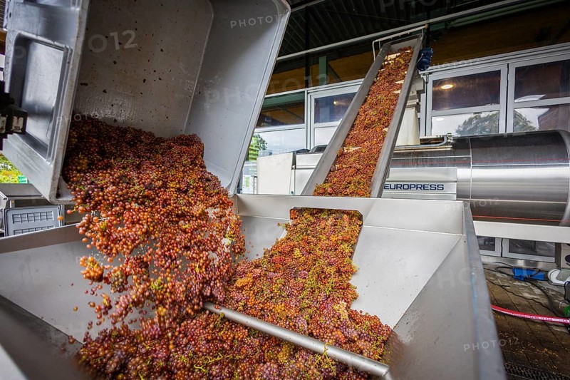Freshly harvested grapes from the vineyard (Goldener Wagen) in Radebeul, of the Traminer Spätlese variety, are fed via a conveyor belt into a pneumatic wine press at the Schloss Wackerbarth winery, Radebeul, Saxony, Germany