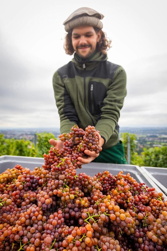 The winegrowers of Schloss Wackerbarth harvesting grapes in the vineyard (Goldener Wagen) in Radebeul. The grapes for a Traminer Spätlese are harvested by hand. This wine is one of the recognised top wines of the Saxon State Winery. Winegrower Claudius Günther at work, Radebeul, Saxony, Germany