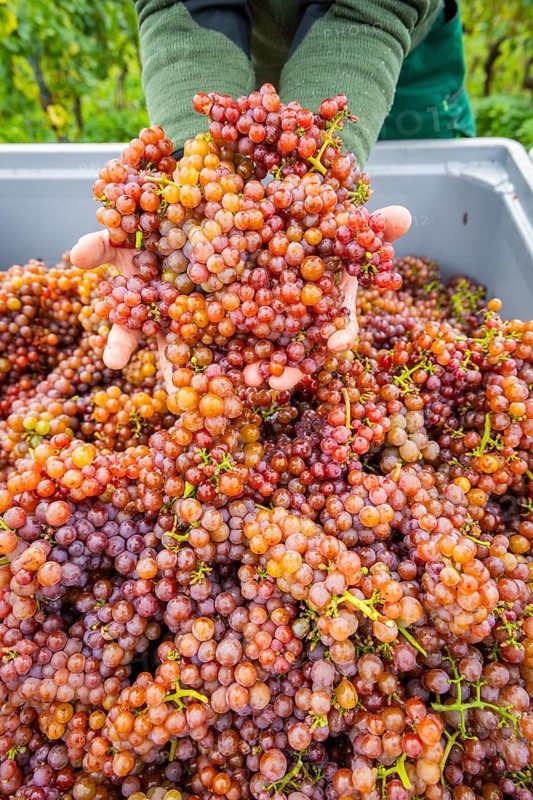 The winegrowers of Schloss Wackerbarth harvesting grapes in the vineyard (Goldener Wagen) in Radebeul. The grapes for a Traminer Spätlese are harvested by hand. This wine is one of the recognised top wines of the Saxon State Winery, Radebeul, Saxony, Germany