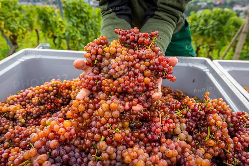 The winegrowers of Schloss Wackerbarth harvesting grapes in the vineyard (Goldener Wagen) in Radebeul. The grapes for a Traminer Spätlese are harvested by hand. This wine is one of the recognised top wines of the Saxon State Winery, Radebeul, Saxony, Germany