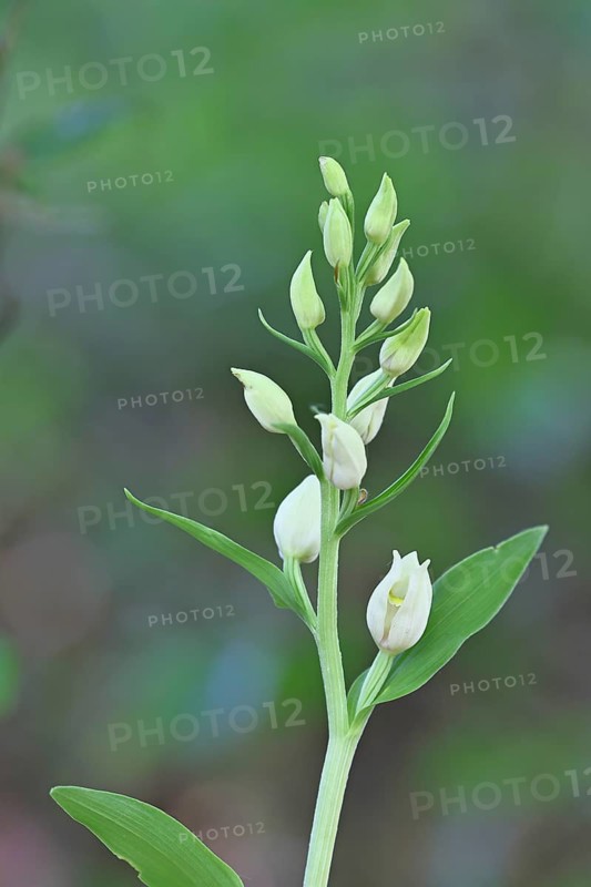 White Helleborine, Pale Helleborine, Cephalanthera damasonium, Orchidaceae, Orchid, Orchidaceae, Asparagales, Plant, Nature photography, Koppelstein Nature Reserve, Lahnstein, Rhineland-Palatinate, Germany